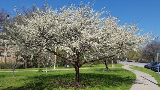 Spring tree