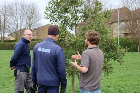 tree planting tree planting