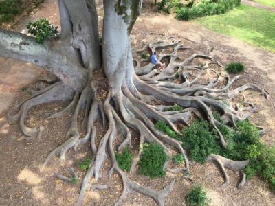 roots roots