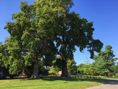 trees trees