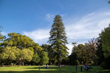 trees trees