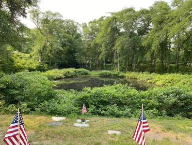 Lily pond