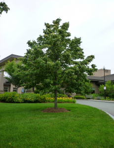 Linden Tree Linden Tree