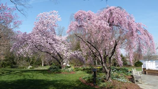 Historic London Town Gardens