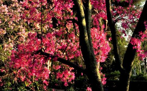 Los Angeles County Arboretum & Botanic Garden Floss silk tree