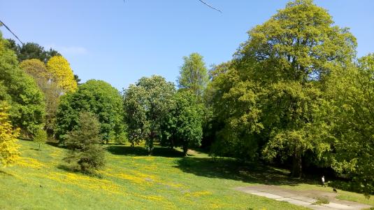 Lucombe Oak