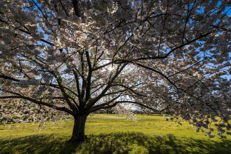 Cherry trees