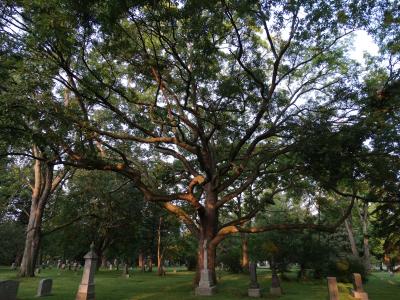 Mount Pleasant Cemtery trees