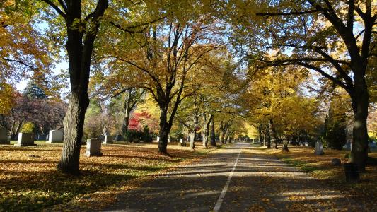 Mount Pleasant Cemtery trees