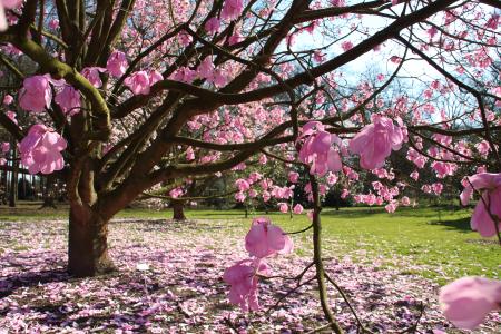 Arboretum Wespelaar