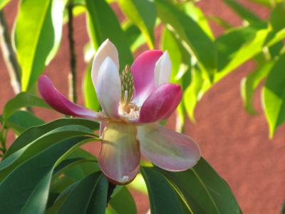 Magnolia insignis Magnolia insignis