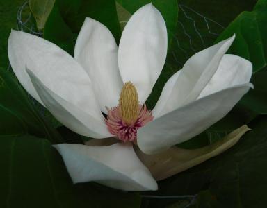 White Magnolia White Magnolia