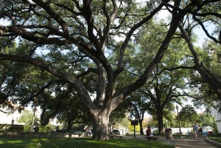 campus trees