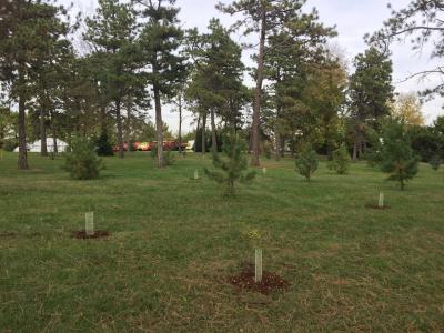 Ponderosa Plantation, new trees