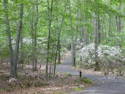 Oak-Laurel Trail
