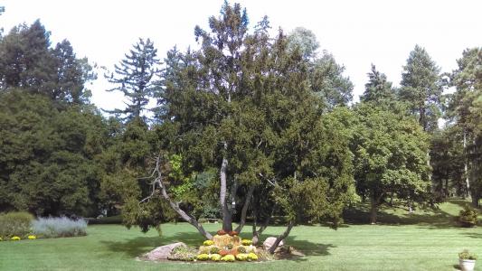 Woodland Cemetery and Arboretum November 2016 autumn trees