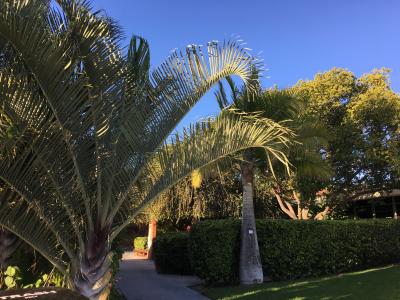 Palomar College Botanical Garden
