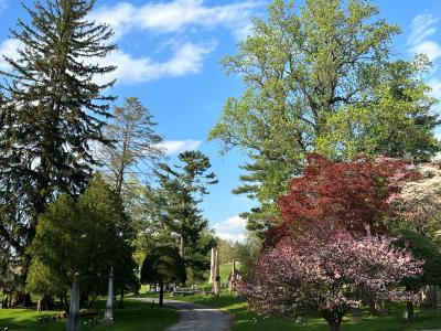 cemetery trees