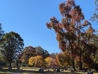 trees trees