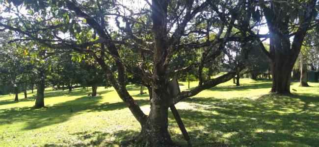 Flicker of Hope tree Flicker of Hope tree