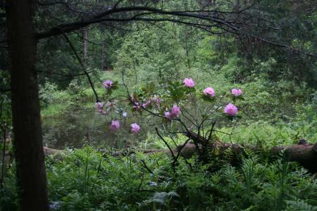 Pine Hollow Arboretum Rhododendron