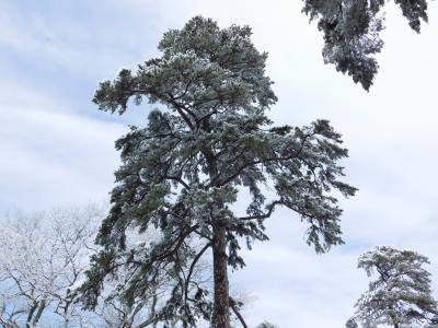 pine pine