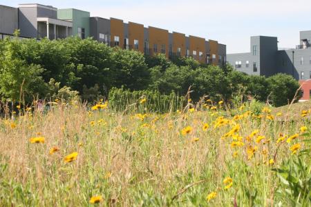 Atlanta Beltline Prairie