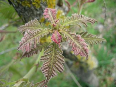 Quercus dentata Pinnatifida