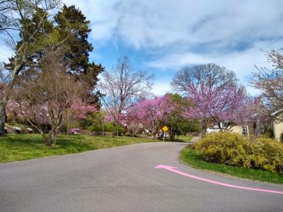 Red buds North hills Red buds North Hills