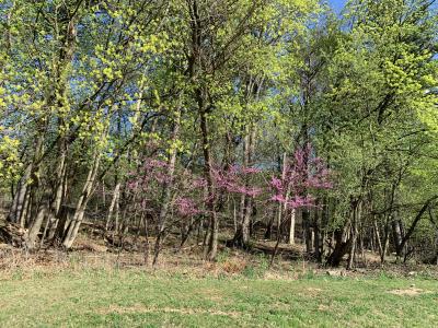 Redbuds