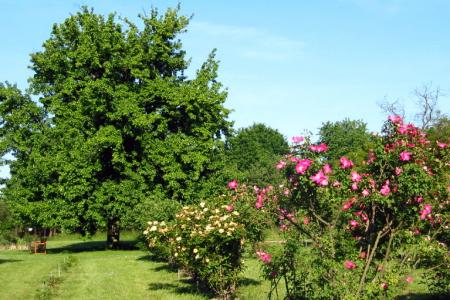 Pruhonice Botanic Garden 