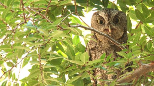 Owl in the tree