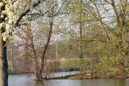 John Bartram Arboretum Island Pond spring trees John Bartram Arboretum Island Pond
