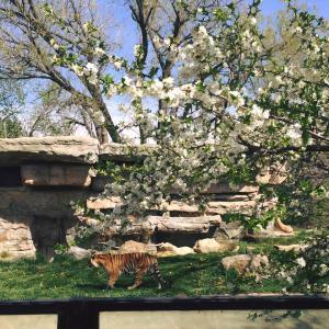 Tiger with flowering tree