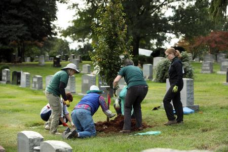 Tree planting