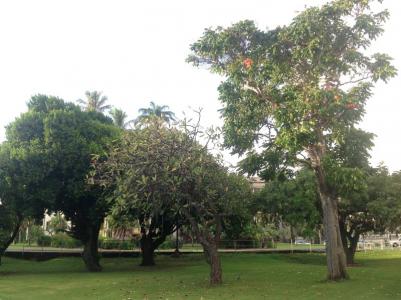 University of Hawai'i at Mānoa Campus Arboretum