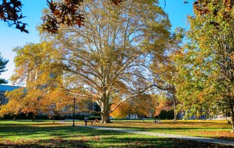 Photo by Tamar M. Thibodeau/Vassar College Sycamore 1926 Tree