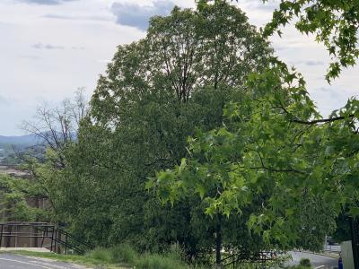 Tree Tree