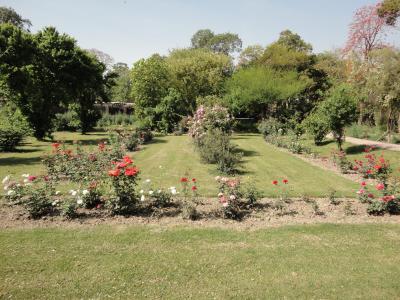 Rosaceae Plot