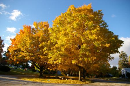 The Arboretum at West Laurel Hill Cemetery fall trees