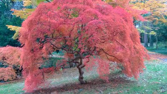 Bailey Arboretum