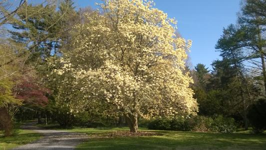 Bailey Arboretum