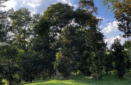 Wollam Gardens trees