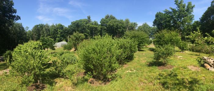 American Area Hortus Conclusus