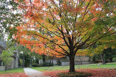 Abington Friends Arboretum