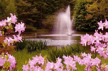 Fountain and azaleas