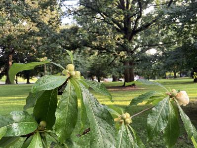Franklinia Franklinia