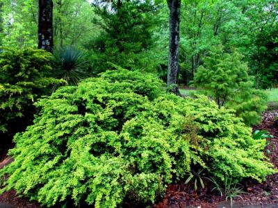 Cox Arboretum conifers