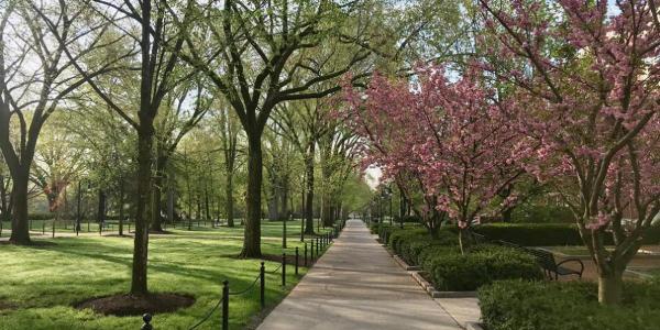 Pennsylvania State University, University Park, trees Pennsylvania State University, University Park, spring trees