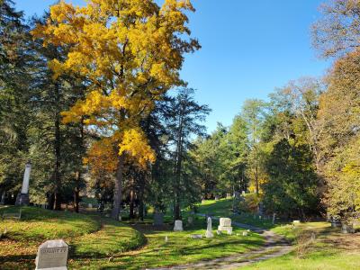 trees in fall